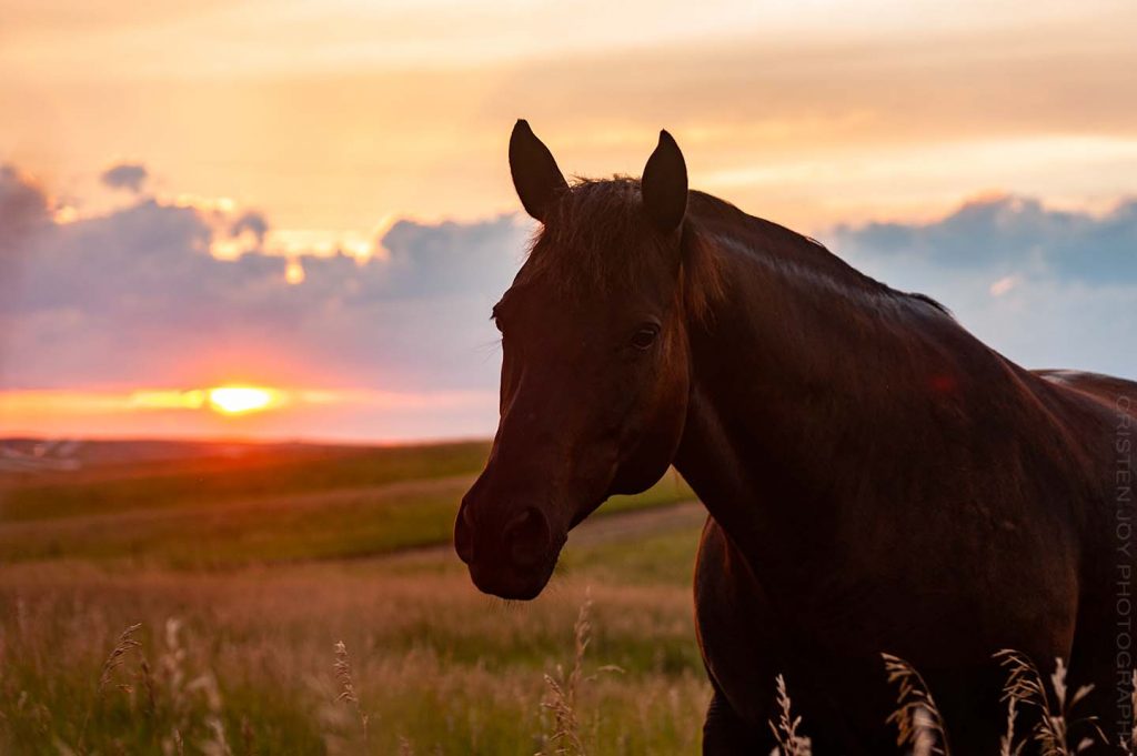 Sunset on the Prairie {Sky & Horses} - Cristen Joy Photography