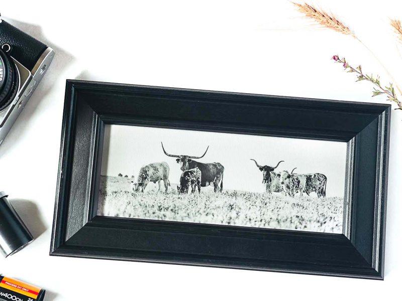 The Longhorns Framed Mini Canvas Print