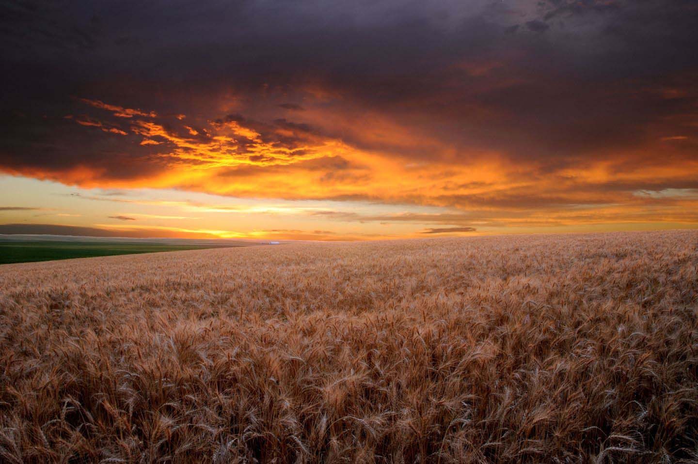 Wheat Field at Sunset - Cristen Joy Photography